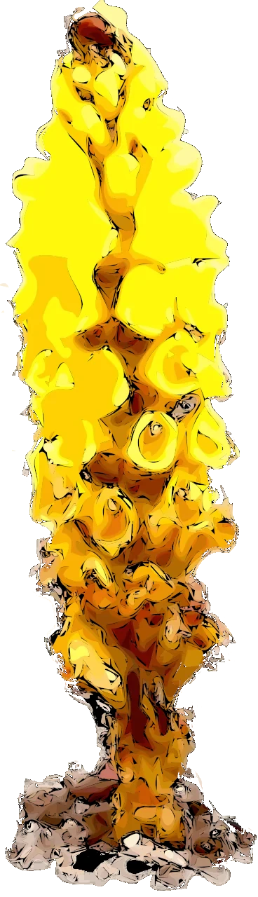 Cistanche tubulosa plant illustration